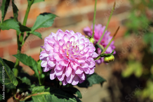 Side view of a pink and white Dahlia flower, Suffolk England
