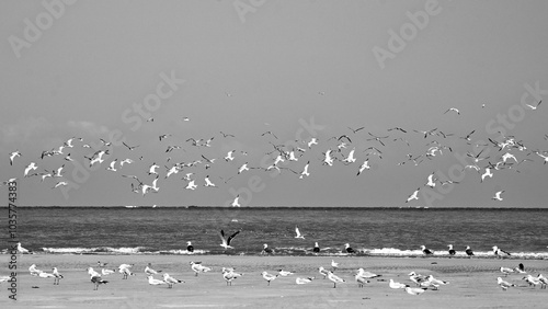 Les mouettes de la plage du Hourdel, en Baie de somme, France photo