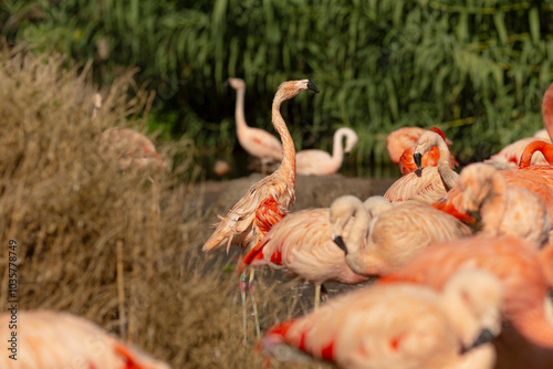 A vibrant flock of beautiful flamingos is elegantly standing on a flat rock amidst the lush green grass below them photo