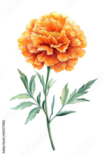 Marigold, botanical horticultural classic illustration isolated, white background. Pen, pencil sketch, hand-drawn, drawn freehand. Card, poster, background, backdrop, wallpaper