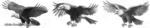 Three black and white illustrations of bald eagles in flight with outstretched wings.