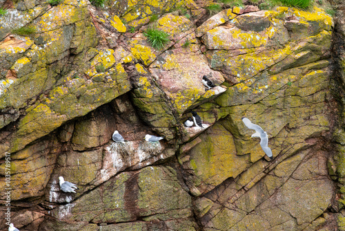 Cliffs with nesting site of colonies of seabirds like kittiwakes and great black-backed gulls in collapsed sea cave of Bullers of Buchan near Peterhead in Buchan, Aberdeenshire, Scotland