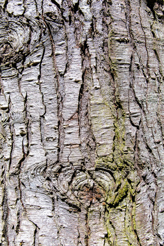 Close up background of weathered and cracked outer bark of a tree with knots from former trunks