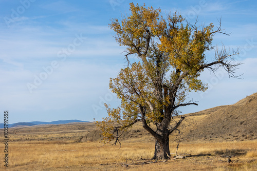 Fall in Central Montana, Trees, Landscape, Open Grasslands photo