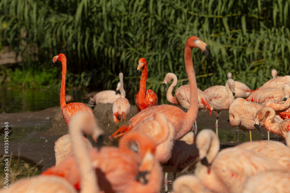 Obraz premium A beautiful flock of elegant flamingos gracefully standing side by side next to a serene body of water in their natural habitat