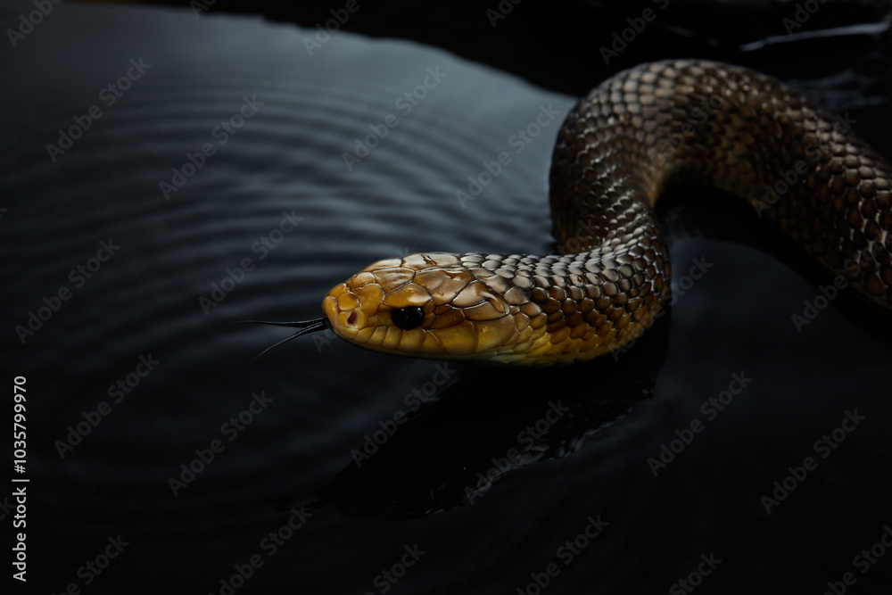 A snake is emerging from the water, its head raised and tongue flicking. The reflective surface adds a mysterious quality to the scene. A snake is emerging from the water, its head raised and tongue flicking. The reflective surface adds a mysterious quality to the scene.