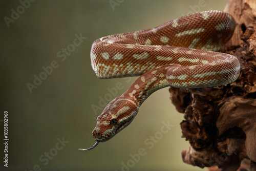 A python is hanging from a branch, its body loosely coiled and tongue flicking out. The snake posture suggests it is in a state of alertness, scanning its surroundings. photo