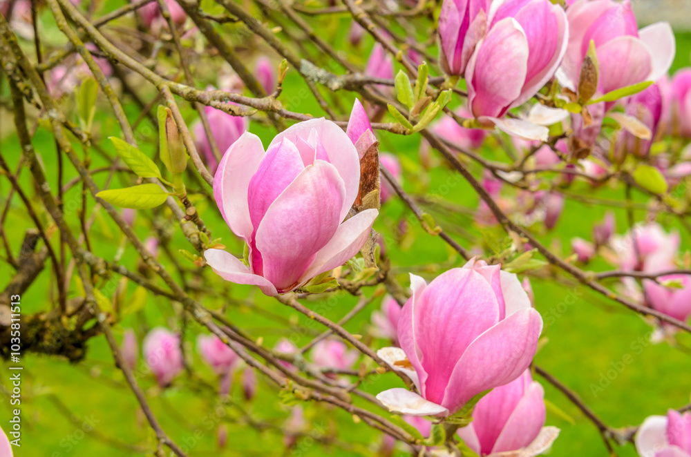 pink magnolia and green background in Vancouver, Canada pink magnolia and green background in Vancouver, Canada