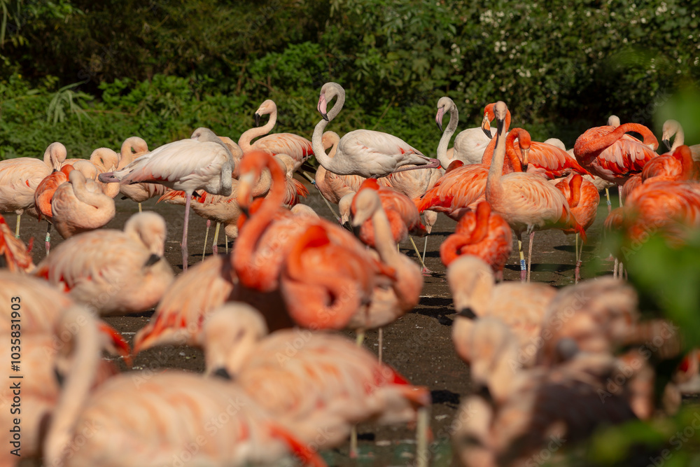 Obraz premium A large and vibrant flock of elegant flamingos are standing closely next to each other in the shimmering water of their natural habitat