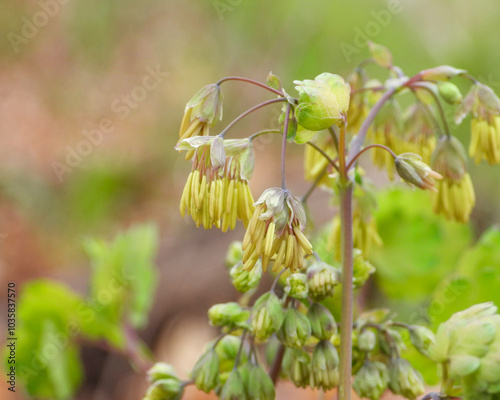 Thalictrum dioicum (Early Meadow Rue) Native North American Springtime Woodland Wildflower photo