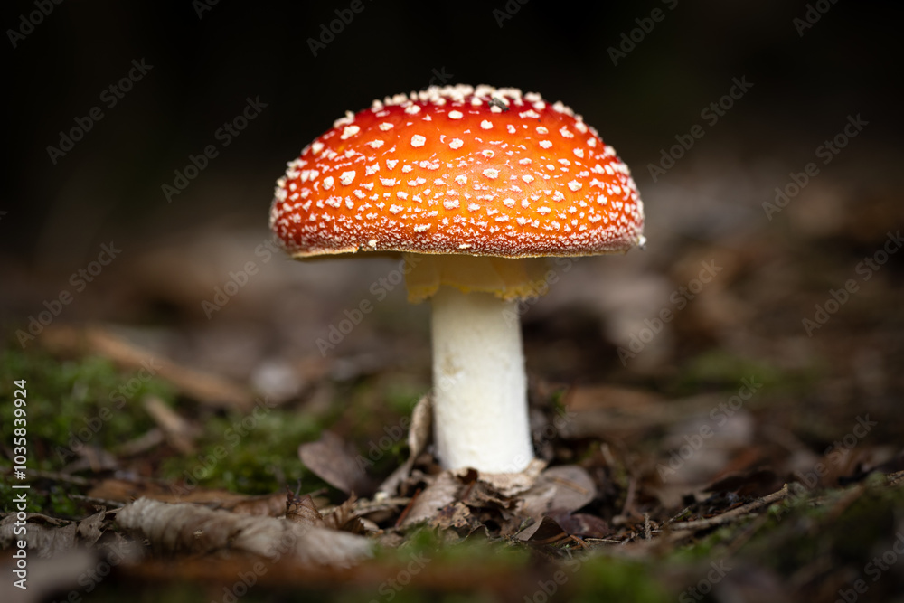 Mushrooms, nature's vibrant fungi, come in a vast array of sizes, shapes, and colors. They grow in various habitats, from damp forests to sun-drenched meadows, adding a touch of beauty and mystery. Mushrooms, nature's vibrant fungi, come in a vast array of sizes, shapes, and colors. They grow in various habitats, from damp forests to sun-drenched meadows, adding a touch of beauty and mystery.