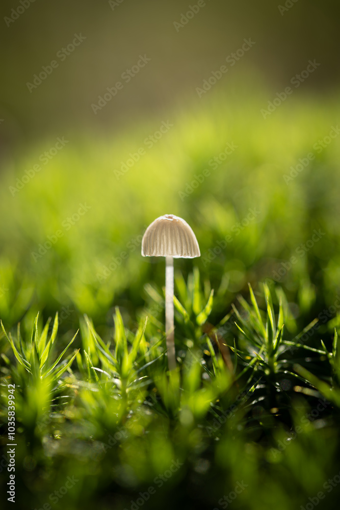 Mushrooms, nature's vibrant fungi, come in a vast array of sizes, shapes, and colors. They grow in various habitats, from damp forests to sun-drenched meadows, adding a touch of beauty and mystery.