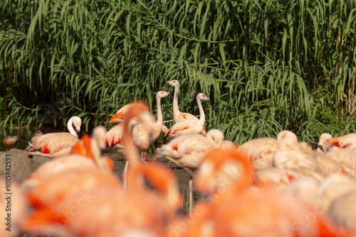 A mesmerizing flock of beautiful flamingos can be seen standing elegantly in a vibrant field filled with tall green grass all around them photo