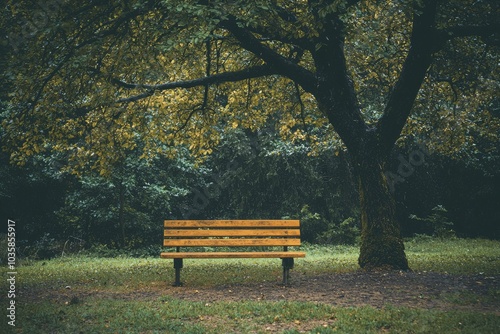 Wooden Park Bench Underneath a Large Tree in a Forest