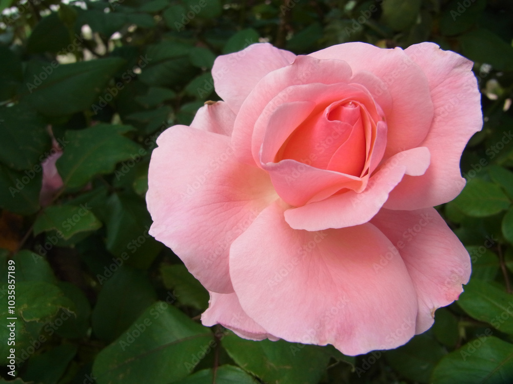 Rosa Rosa
