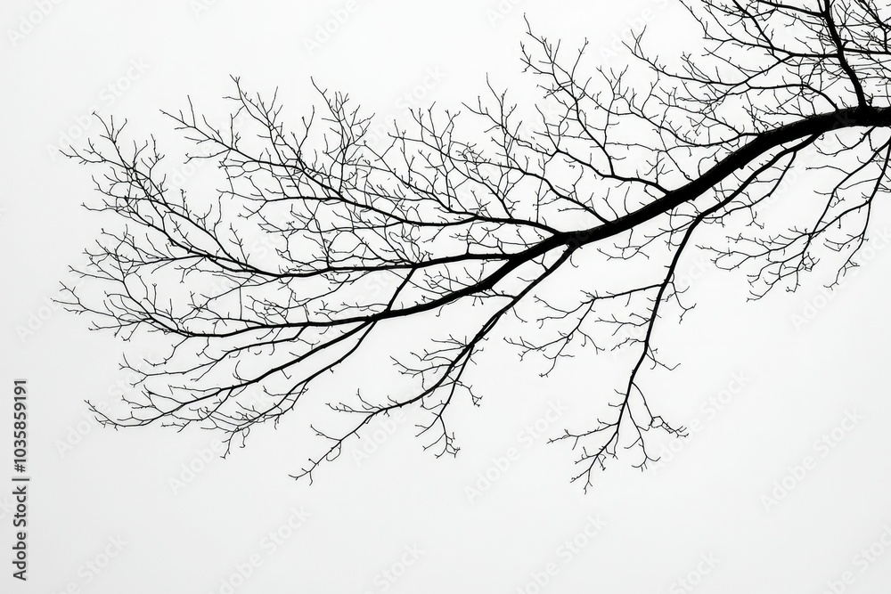 Fototapeta premium Silhouette of a Bare Tree Branch Against a White Sky