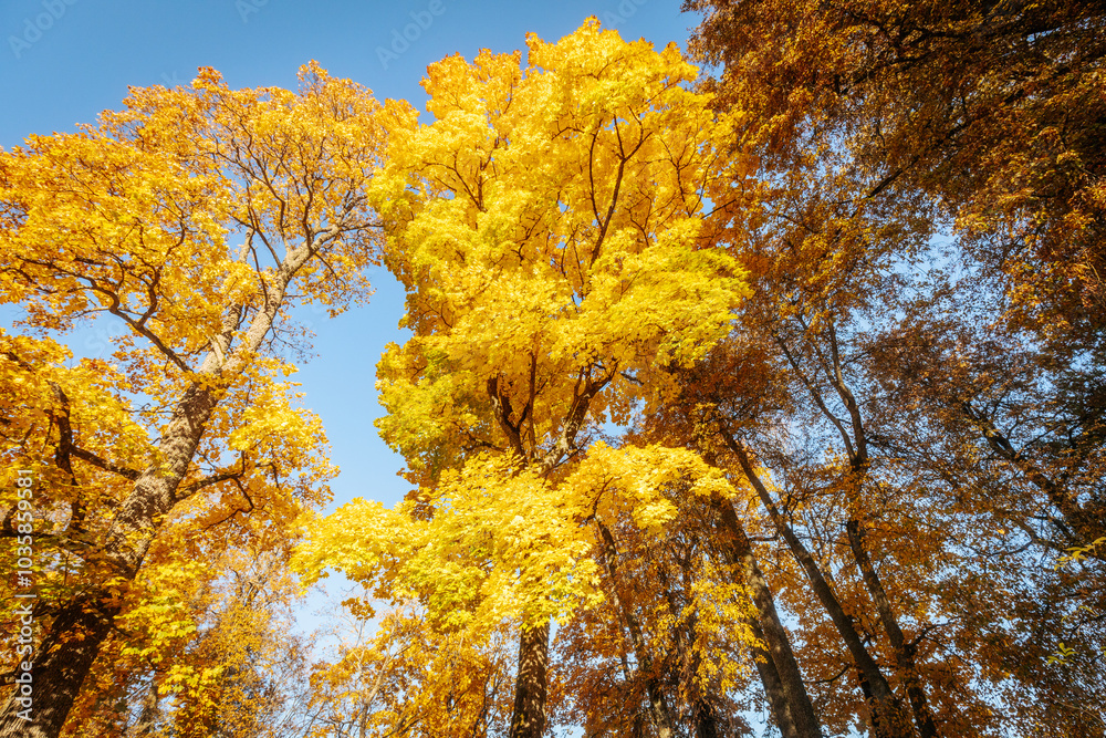 A towering tree covered in radiant golden-yellow leaves stands tall against a bright blue sky. The upward perspective highlights the intricate branches and vibrant foliage A towering tree covered in radiant golden-yellow leaves stands tall against a bright blue sky. The upward perspective highlights the intricate branches and vibrant foliage
