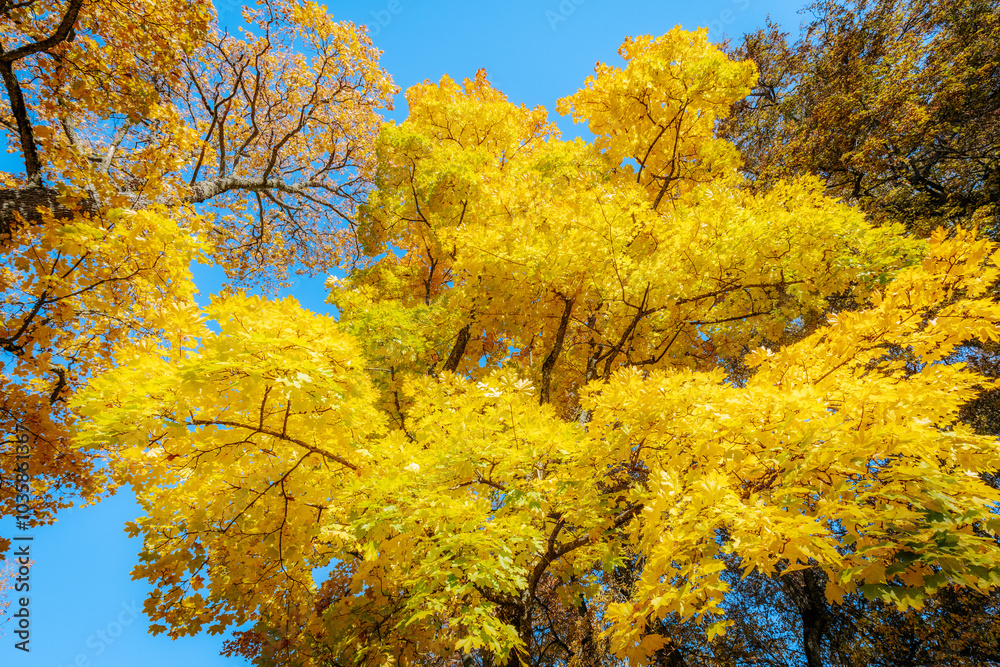 A tall tree with radiant yellow leaves stands against a clear blue sky, showcasing the brilliance of autumn. The golden foliage creates a vivid contrast with the bright sky A tall tree with radiant yellow leaves stands against a clear blue sky, showcasing the brilliance of autumn. The golden foliage creates a vivid contrast with the bright sky