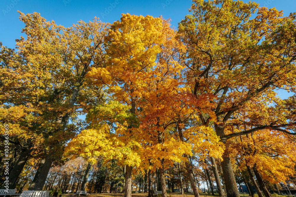 Naklejka premium A stunning park scene featuring tall trees with vibrant golden and orange autumn foliage against a clear blue sky. The warm colors of fall are beautifully captured