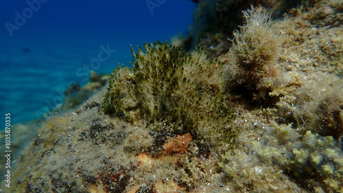 Cyanobacteria marine sludge-weed or brush weed (Symploca hydnoides) undersea, Aegean Sea, Greece, Halkidiki, Pirgos beach photo