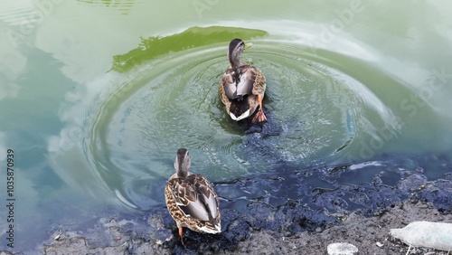 Wallpaper Mural Ducks Swimming in a Tranquil Pond Torontodigital.ca