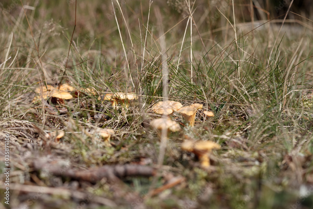 yellow autumn mushrooms on the ground yellow autumn mushrooms on the ground