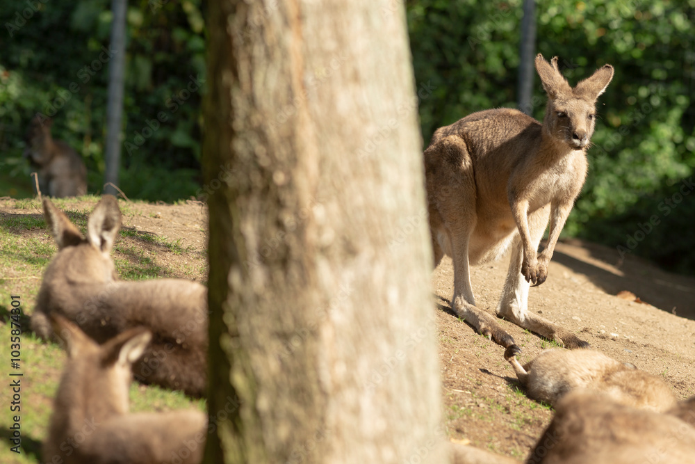 Fototapeta premium A lively group of kangaroos is standing proudly on top of a dirt hill, enjoying their time in the warm sun and beautiful outdoors