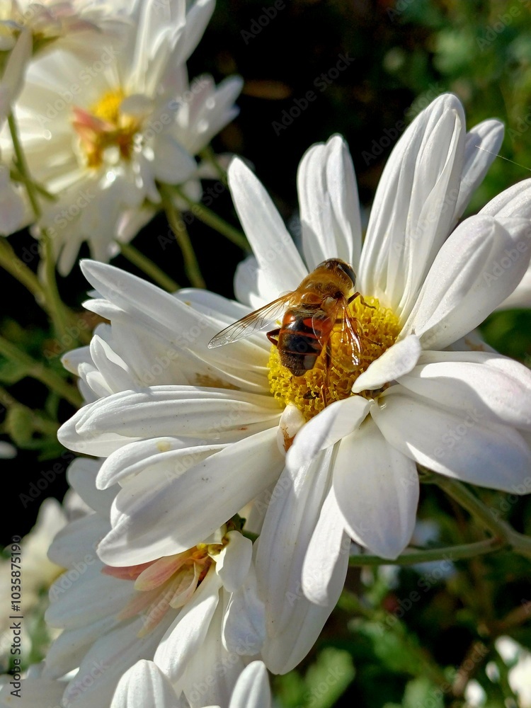 Obraz premium bee on a flower