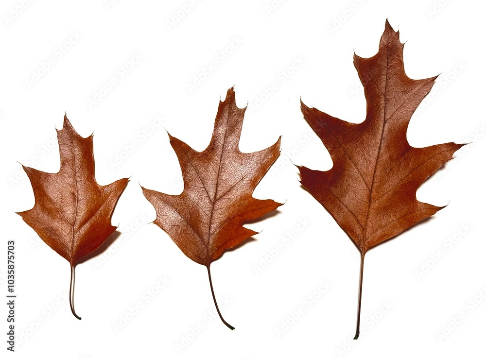 Naklejka premium Herbstlaub 