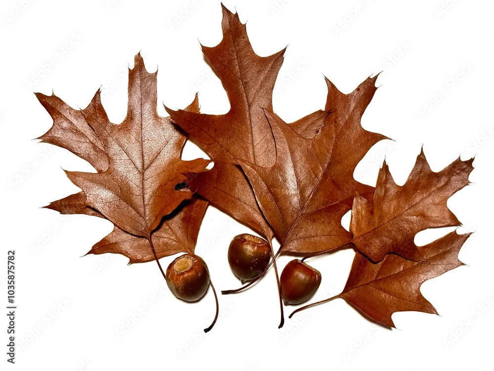 Fototapeta premium Herbstlaub 