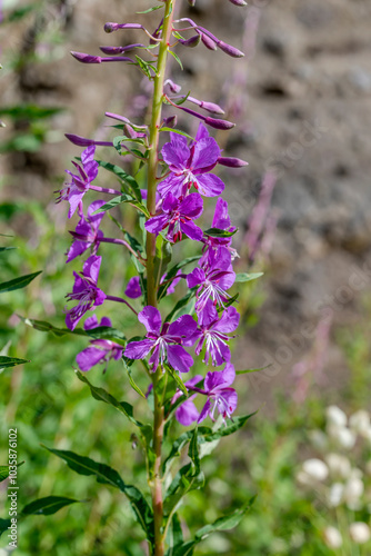 Fireweed blossoming flowers, Canazei, Italy photo