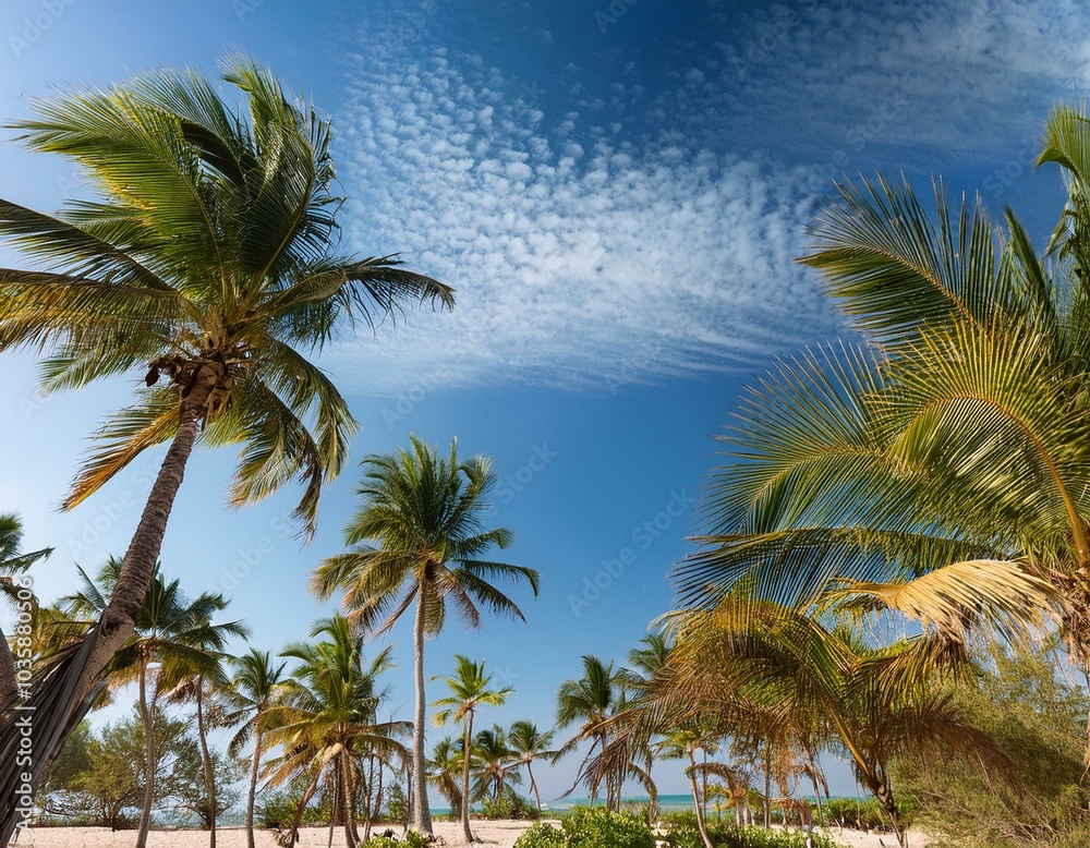 keine wolke nur palmen keine wolke nur palmen