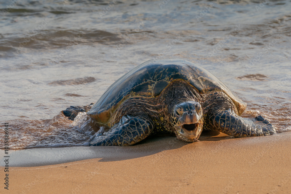 Fototapeta premium Hawaiian green sea turtle coming to shore close up