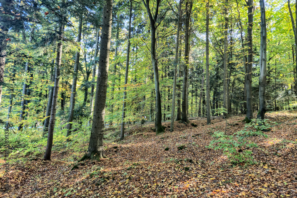 A picturesque forest scene showcasing tall trees with vibrant green leaves and a carpet of fallen leaves on the ground, perfect for nature lovers. A picturesque forest scene showcasing tall trees with vibrant green leaves and a carpet of fallen leaves on the ground, perfect for nature lovers.