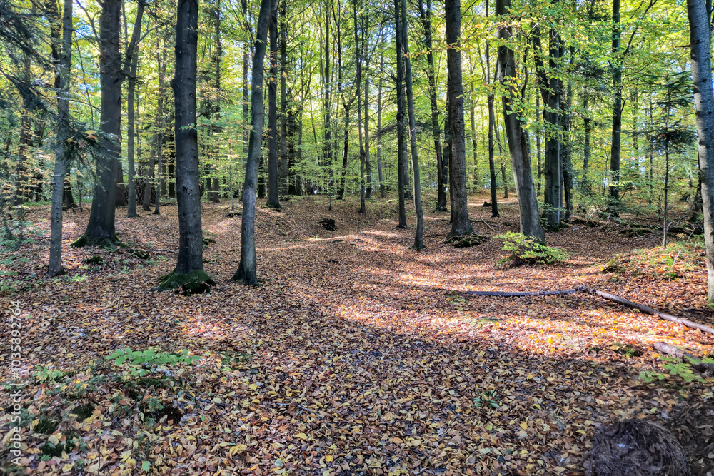 Sunlit forest path with fallen leaves, inviting nature scene in autumn. Perfect for outdoor enthusiasts and nature lovers. Sunlit forest path with fallen leaves, inviting nature scene in autumn. Perfect for outdoor enthusiasts and nature lovers.
