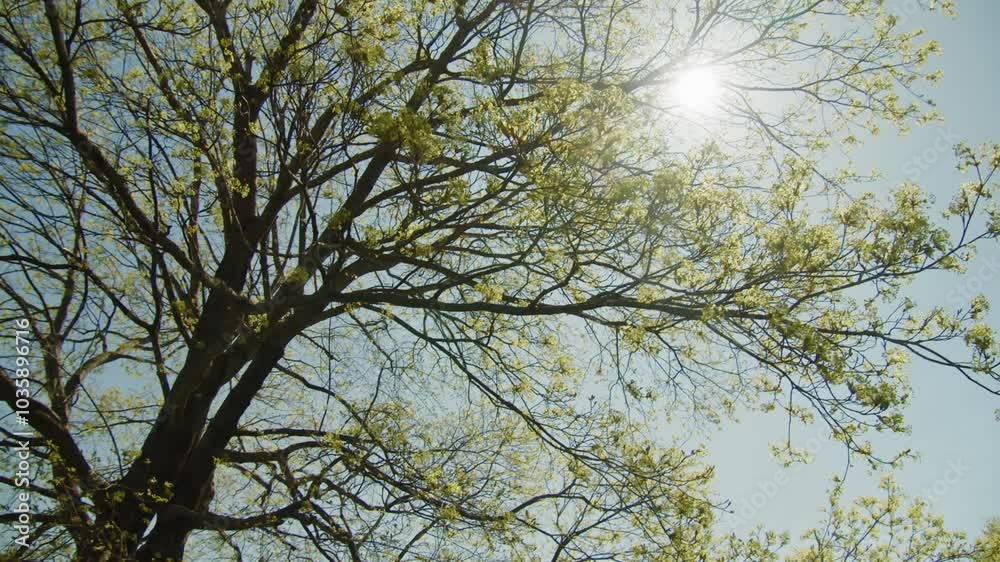 Beautiful New Leaves And Green Foliage Cover Maple Trees In Full Spring Bloom In Dartmouth Park, Nova Scotia, Canada. Beautiful New Leaves And Green Foliage Cover Maple Trees In Full Spring Bloom In Dartmouth Park, Nova Scotia, Canada.