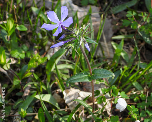 Phlox divaricata - Wild Blue Phlox - Native North American Woodland Wildflower