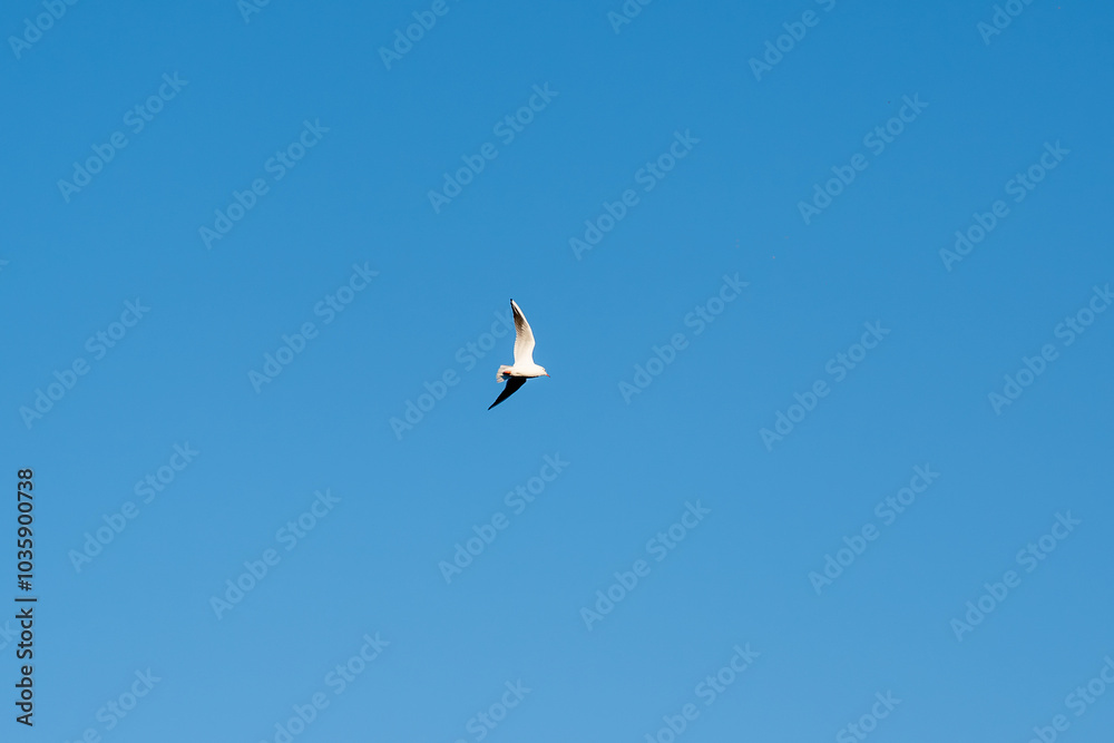 A bird is flying in the sky above a blue sky. The bird is white and has a long tail. The sky is clear and bright, with no clouds in sight. Concept of freedom and lightness A bird is flying in the sky above a blue sky. The bird is white and has a long tail. The sky is clear and bright, with no clouds in sight. Concept of freedom and lightness