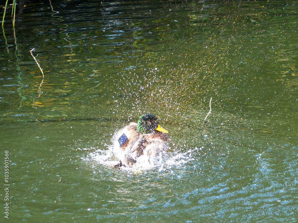 Fototapeta premium A duck is splashing in the water. The water is green and calm
