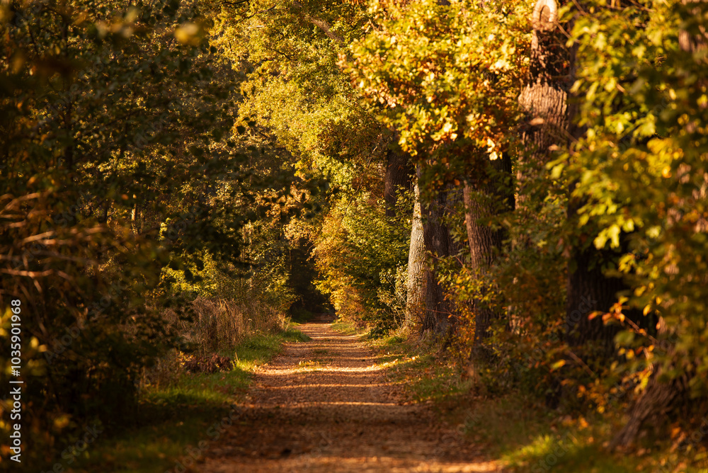 Naklejka premium Jesienny las, leśna dróżka o poranku