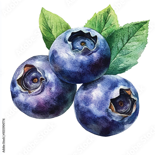  Blueberry fruit watercolor clipart illustration