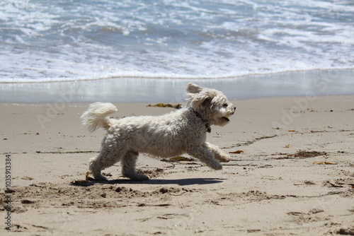 Dog playing in the beach in Malibu, California