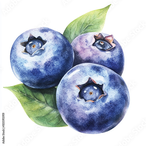  Blueberry fruit watercolor clipart illustration