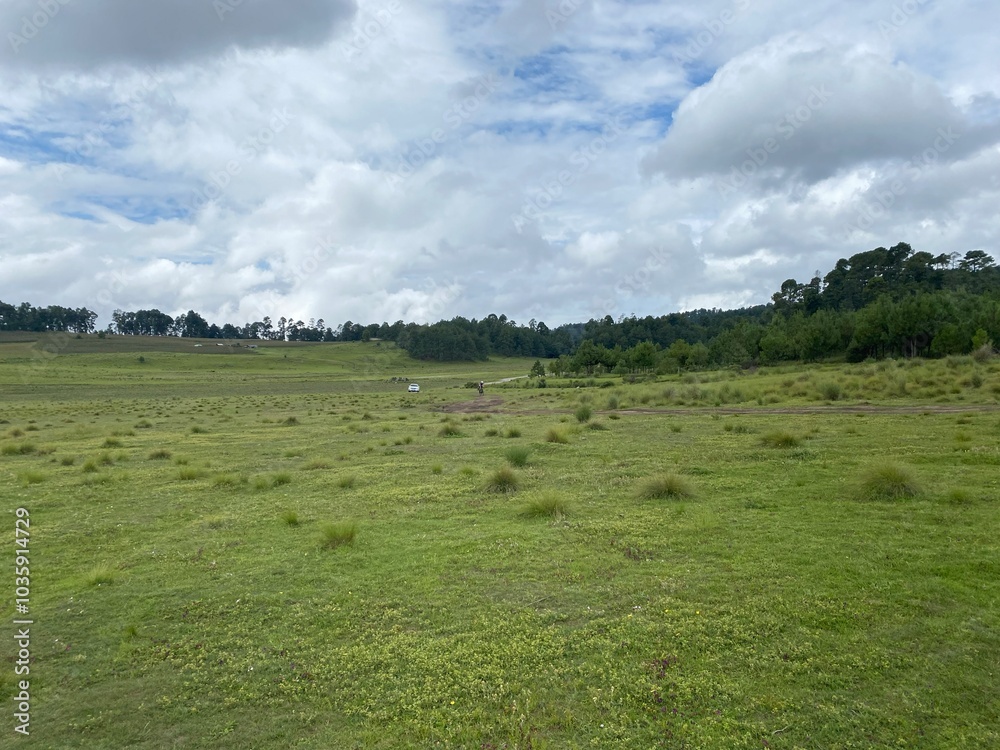 landscape with cows in field landscape with cows in field