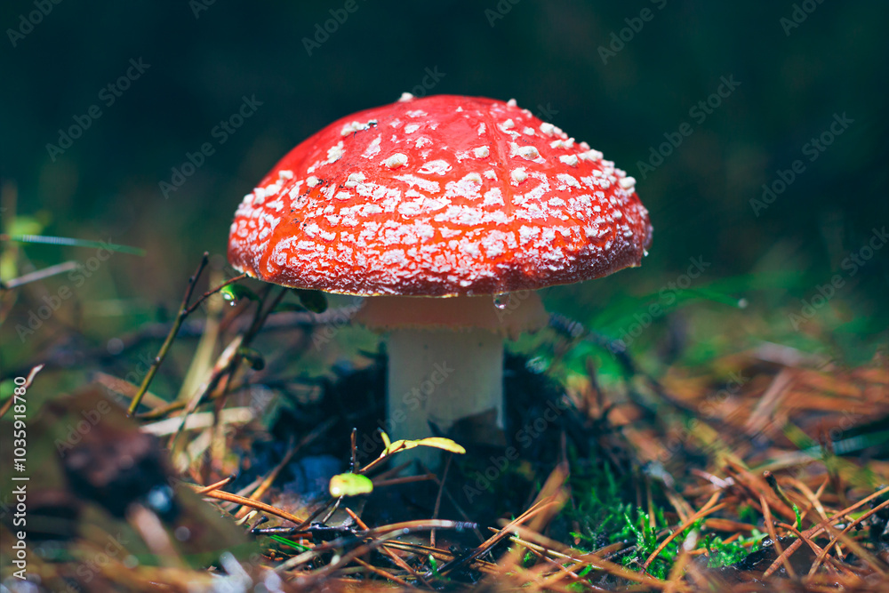 Mature Amanita Muscaria, Known as the Fly Agaric or Fly Amanita: Healing and Medicinal Mushroom with Red Cap Growing in Forest. Can Be Used for Micro Dosing, Spiritual Practices and Shaman Rituals Mature Amanita Muscaria, Known as the Fly Agaric or Fly Amanita: Healing and Medicinal Mushroom with Red Cap Growing in Forest. Can Be Used for Micro Dosing, Spiritual Practices and Shaman Rituals