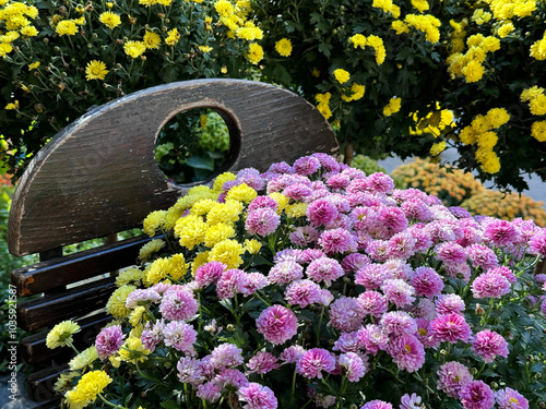 Chrysanthemum flowers pink and yellow blooms #1035921587