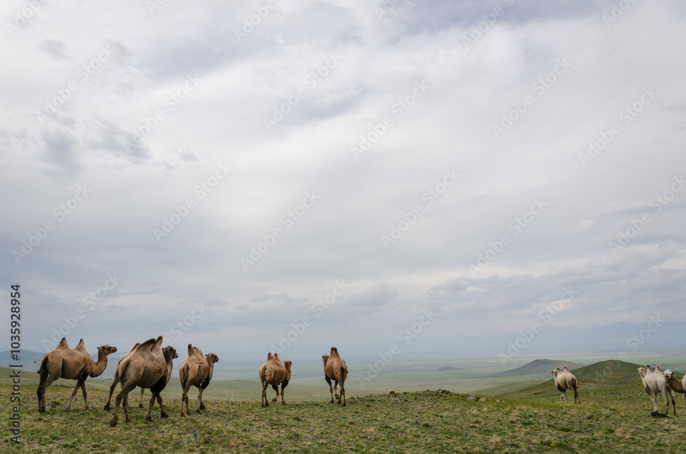 Obraz premium A flock of camels on the background of a downpour on the horizon with a beautiful view of the open spaces. beautiful photo of nature and animals