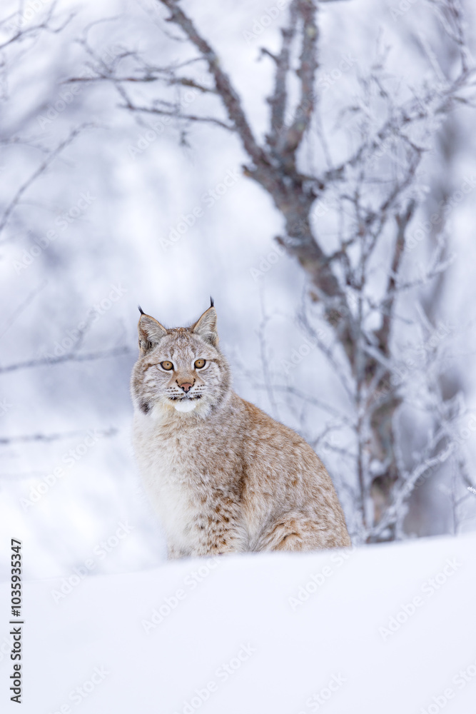 Lynx poised in serene winter forest, capturing Nordic wilderness Lynx poised in serene winter forest, capturing Nordic wilderness
