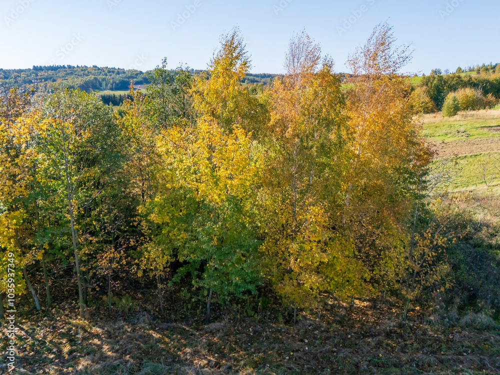 Vibrant autumn foliage seen in a beautiful landscape with colorful trees, showcasing the transition of seasons, ideal for nature enthusiasts and photographers. Vibrant autumn foliage seen in a beautiful landscape with colorful trees, showcasing the transition of seasons, ideal for nature enthusiasts and photographers.