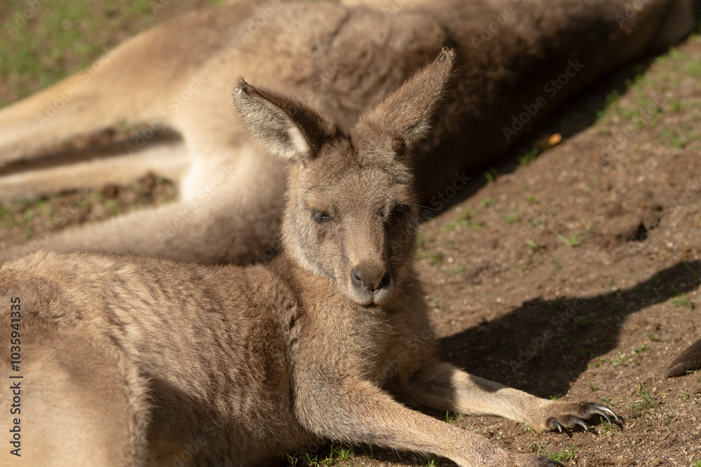 In a serene landscape, a kangaroo is comfortably laying on the ground, gazing curiously at the camera, capturing the moment beautifully In a serene landscape, a kangaroo is comfortably laying on the ground, gazing curiously at the camera, capturing the moment beautifully
